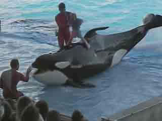 صور SeaWorld ألحيوَانَات